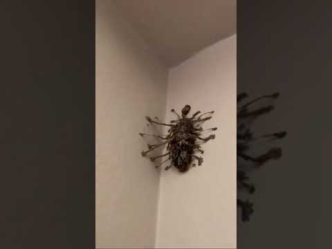 what is this bug