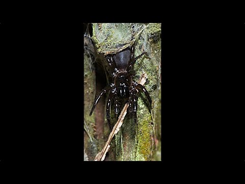 worlds deadliest spider