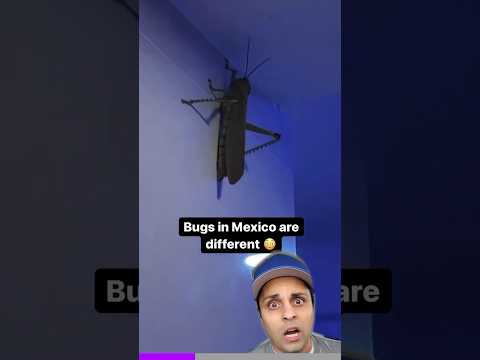 you wont believe this giant mexican bug